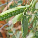 Thumbnail of post image 005