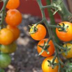 Thumbnail of post image 049