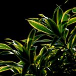 Thumbnail of related posts 134