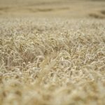 Thumbnail of post image 111